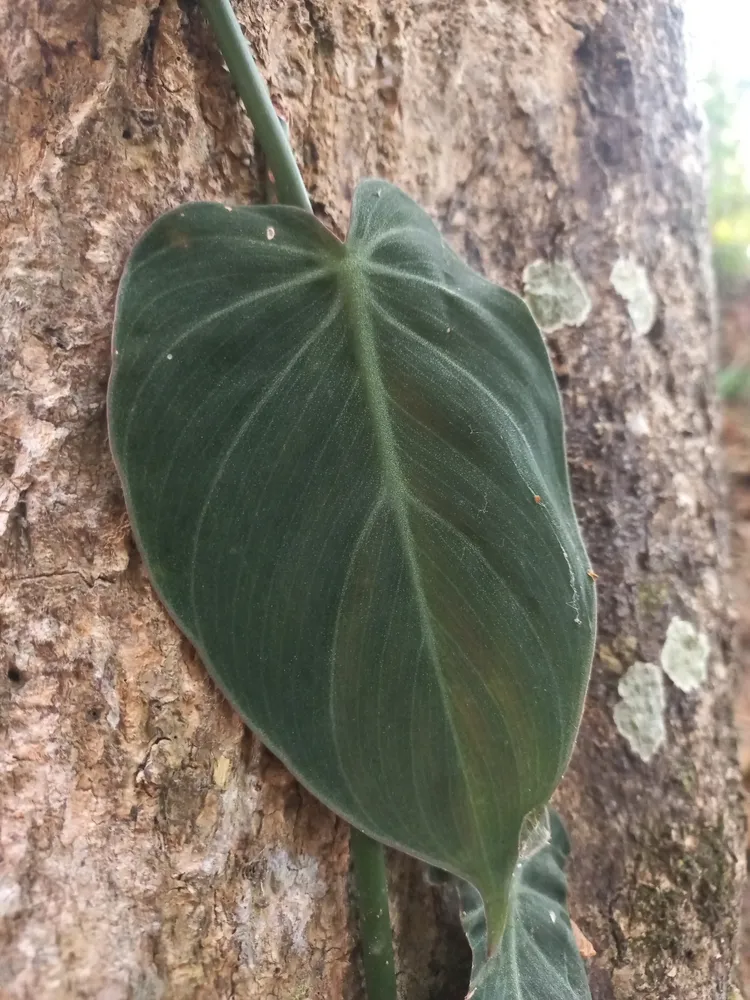 philodendron pittieri plant showing characteristic features