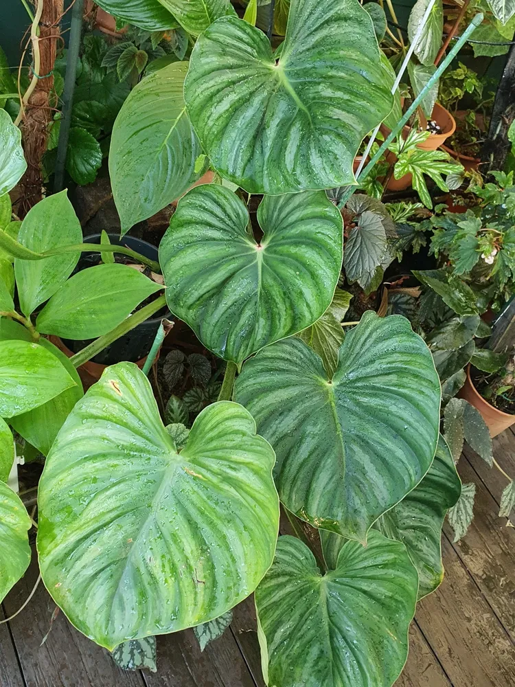 Plante philodendron plowmanii montrant ses caractéristiques typiques