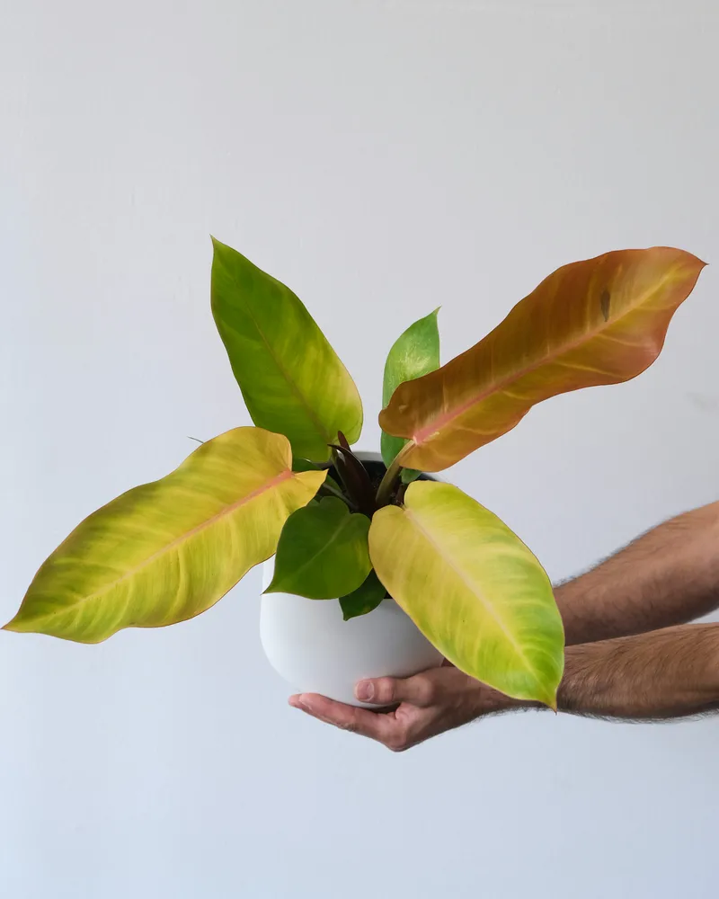 philodendron prince of orange plant showing characteristic features