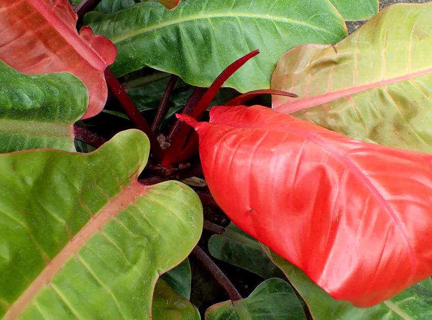 philodendron prince of orange plant showing characteristic features