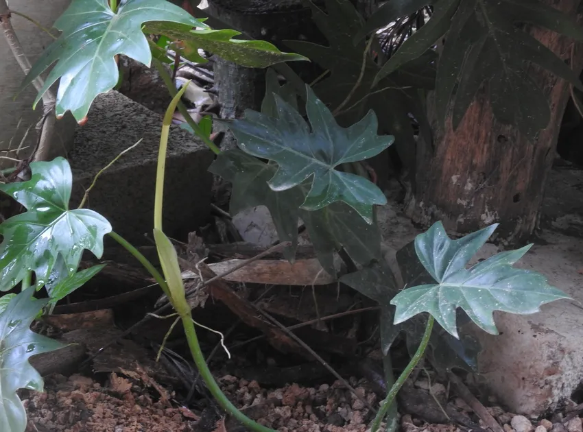 philodendron radiatum plant showing characteristic features