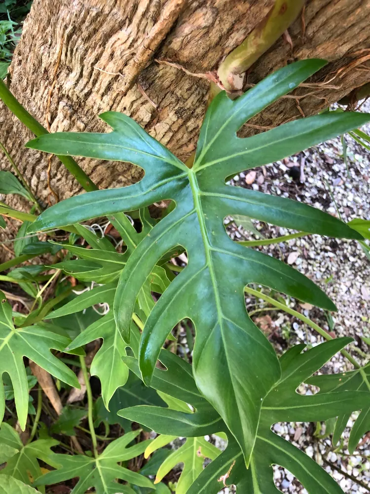 philodendron radiatum plant showing characteristic features