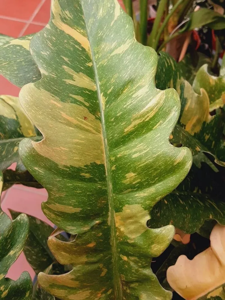 philodendron ring of fire plant showing characteristic features