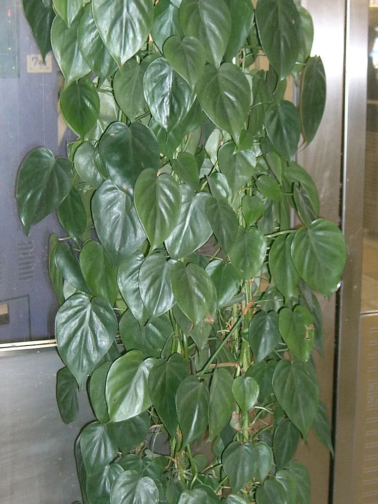 philodendron scandens plant showing characteristic features