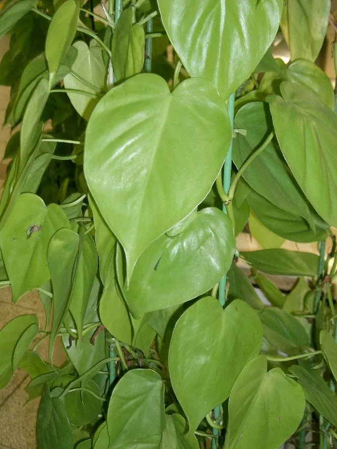 philodendron scandens plant showing characteristic features