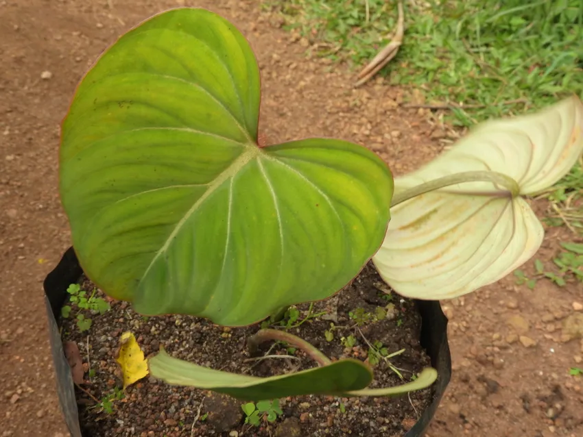 philodendron sodiroi plant showing characteristic features