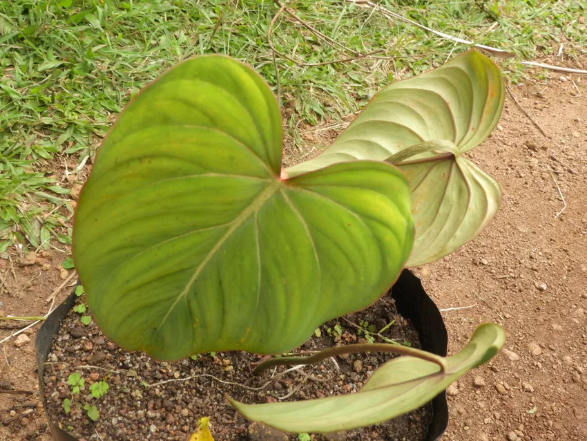 philodendron sodiroi plant showing characteristic features