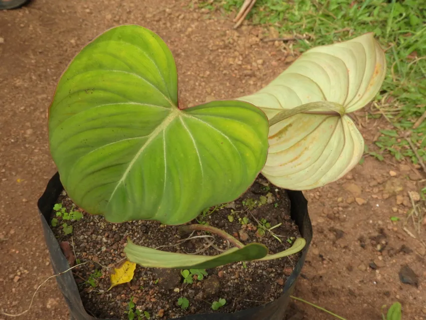 philodendron sodiroi plant showing characteristic features