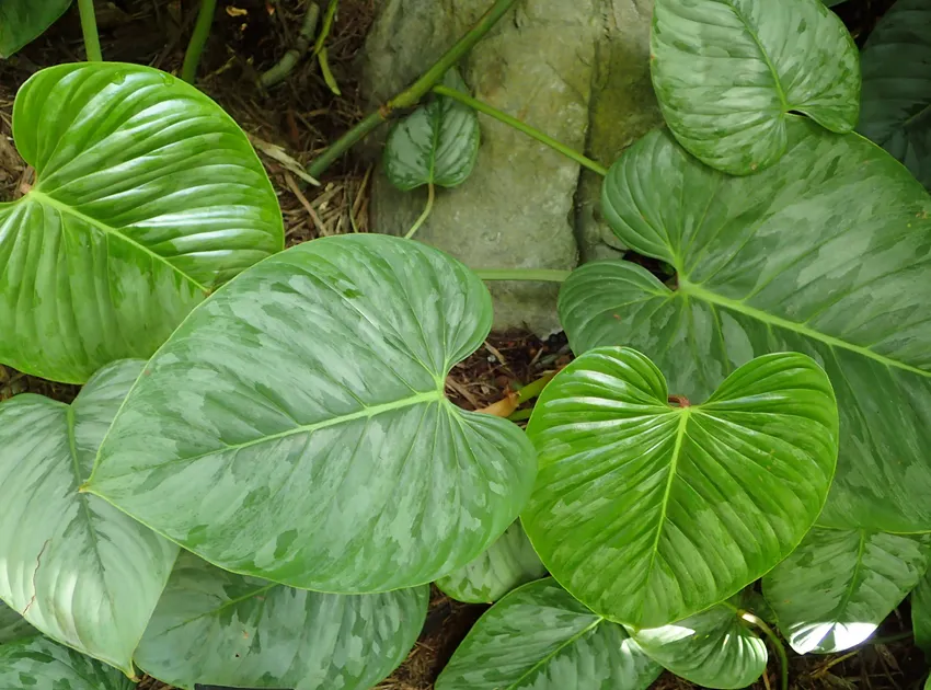 philodendron sodiroi plant showing characteristic features