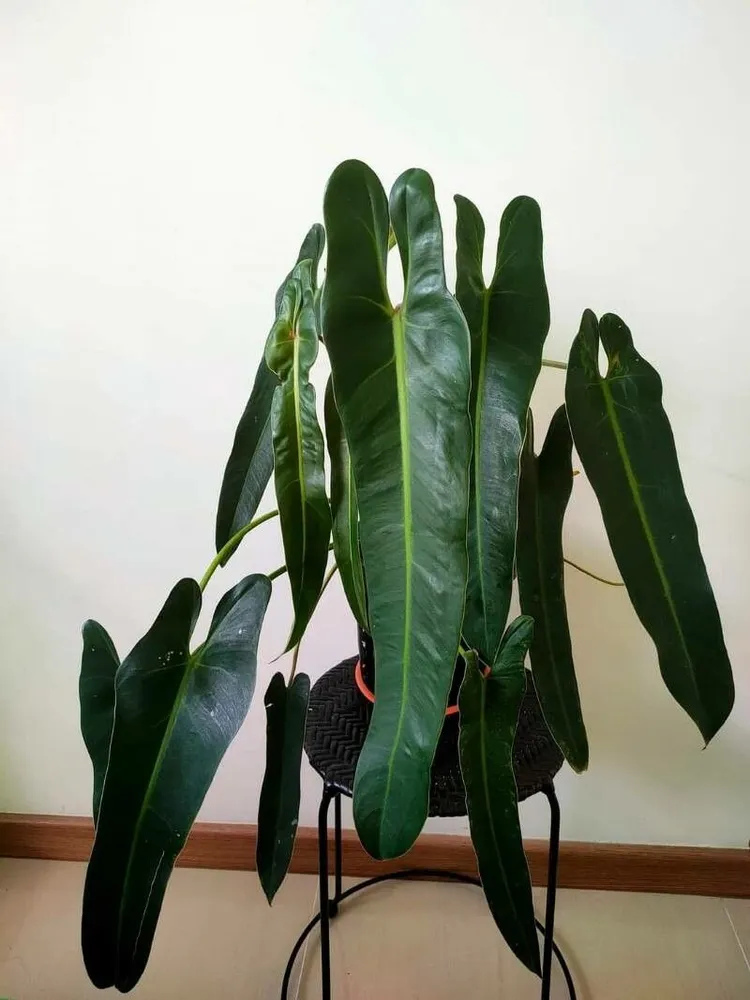 Plante philodendron spiritus-sancti montrant ses caractéristiques typiques