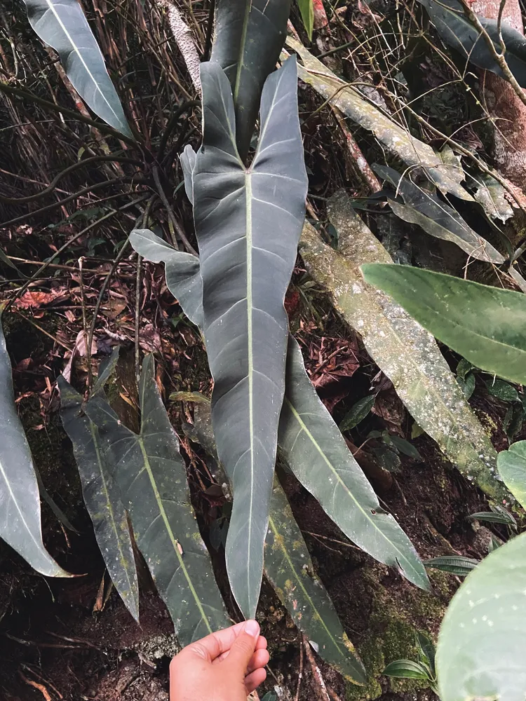Plante philodendron spiritus-sancti montrant ses caractéristiques typiques