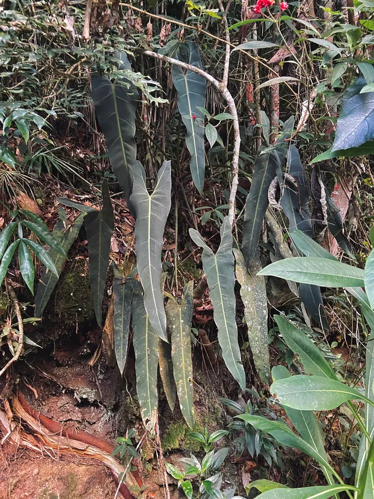 Plante philodendron spiritus-sancti montrant ses caractéristiques typiques