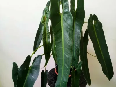 Image miniature philodendron spiritus-sancti