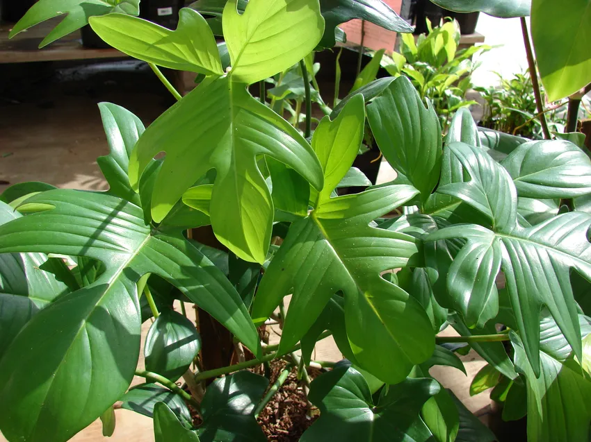 philodendron squamiferum plant showing characteristic features