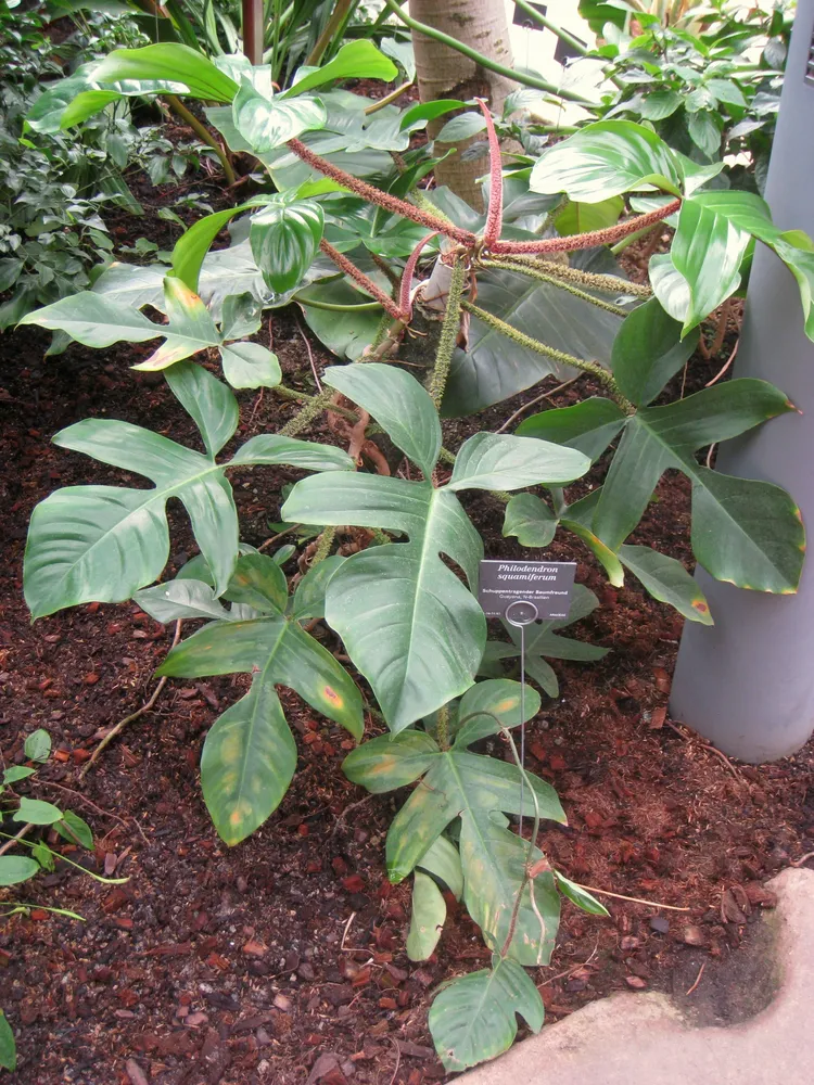 philodendron squamiferum plant showing characteristic features