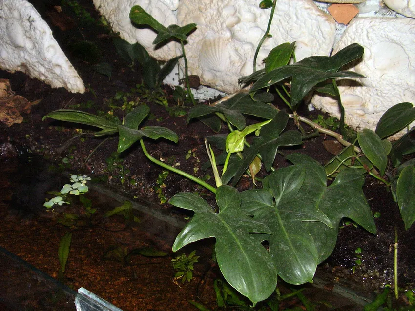 philodendron squamiferum plant showing characteristic features