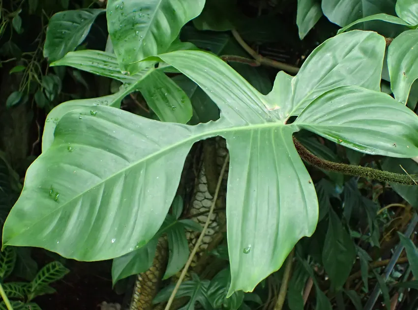 philodendron squamiferum plant showing characteristic features