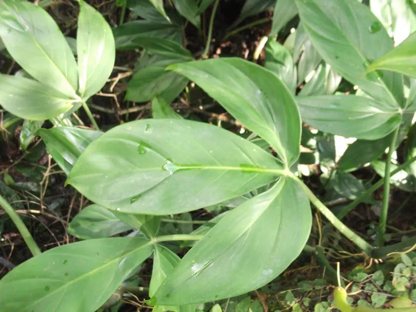 philodendron tripartitum plant showing characteristic features