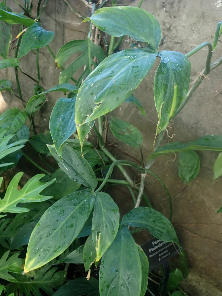 philodendron tripartitum plant showing characteristic features