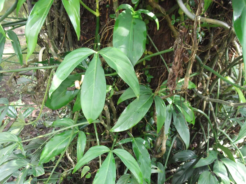 philodendron tripartitum plant showing characteristic features