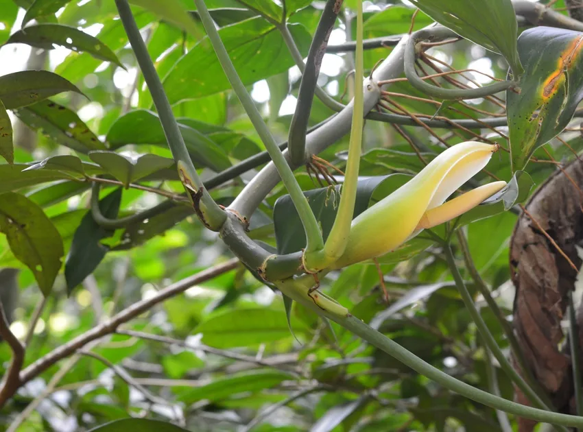 philodendron tripartitum plant showing characteristic features