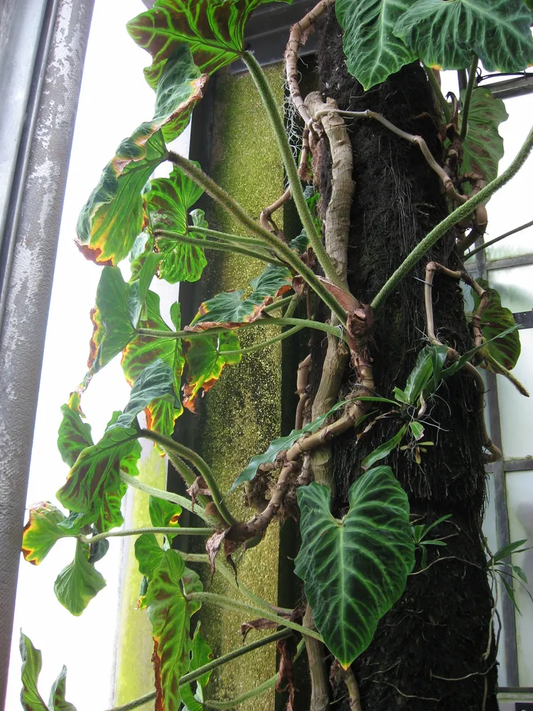 philodendron verrucosum plant showing characteristic features