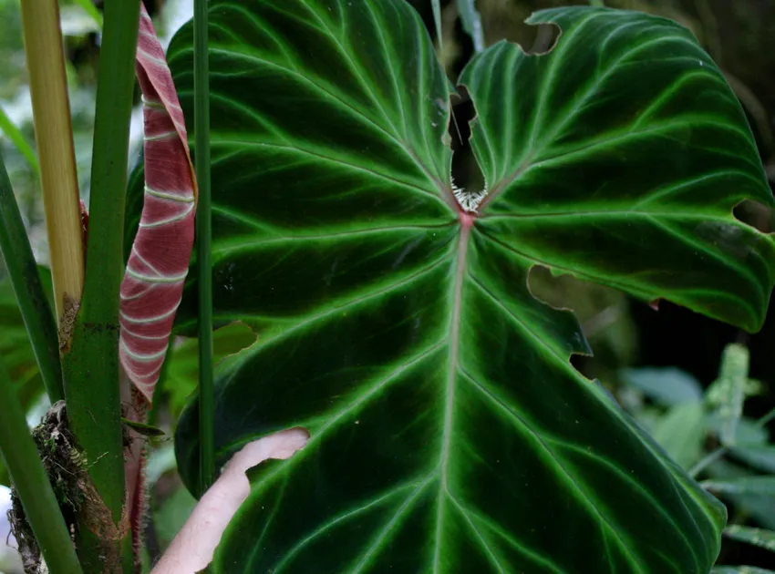 philodendron verrucosum plant showing characteristic features