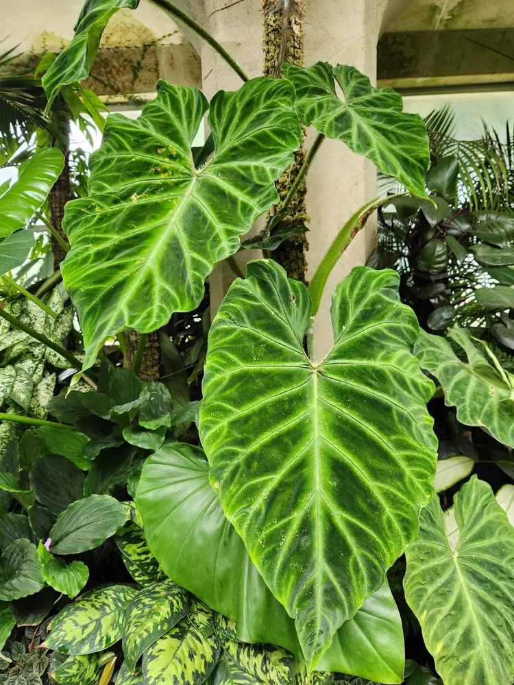 philodendron verrucosum plant showing characteristic features