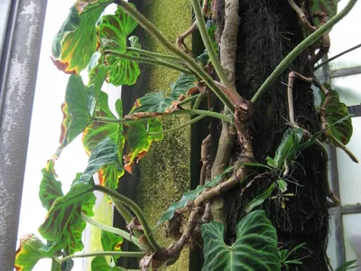 philodendron verrucosum thumbnail