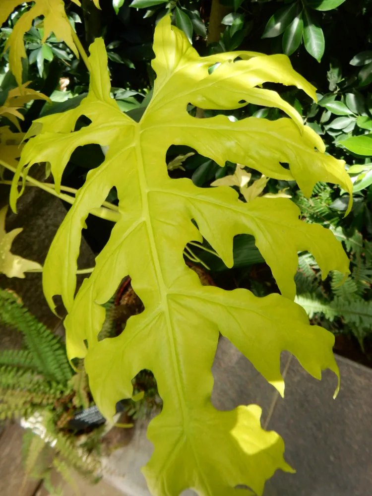 philodendron warscewiczii plant showing characteristic features