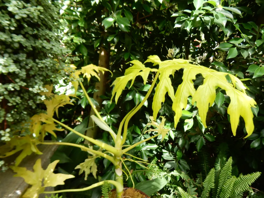 philodendron warscewiczii plant showing characteristic features