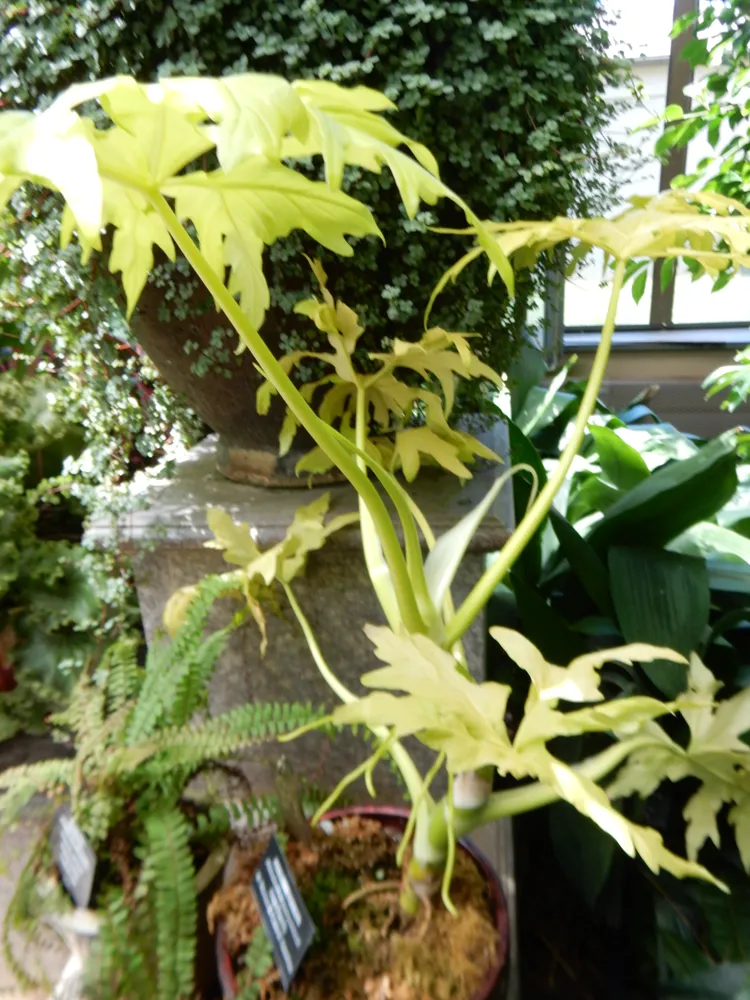 philodendron warscewiczii plant showing characteristic features