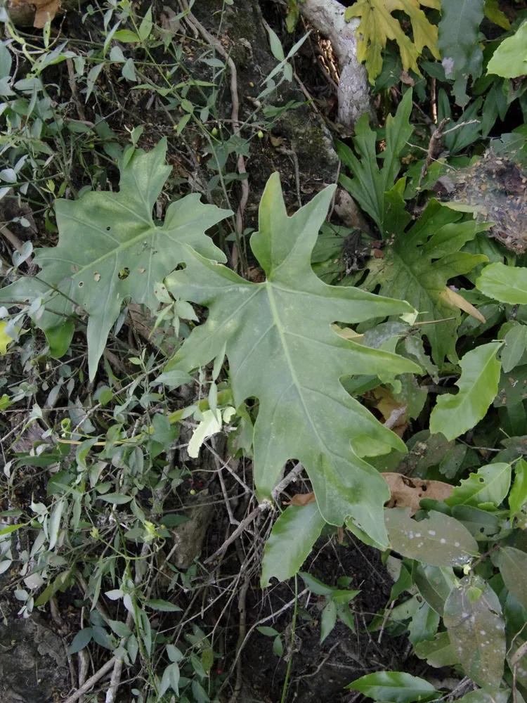 philodendron warscewiczii plant showing characteristic features