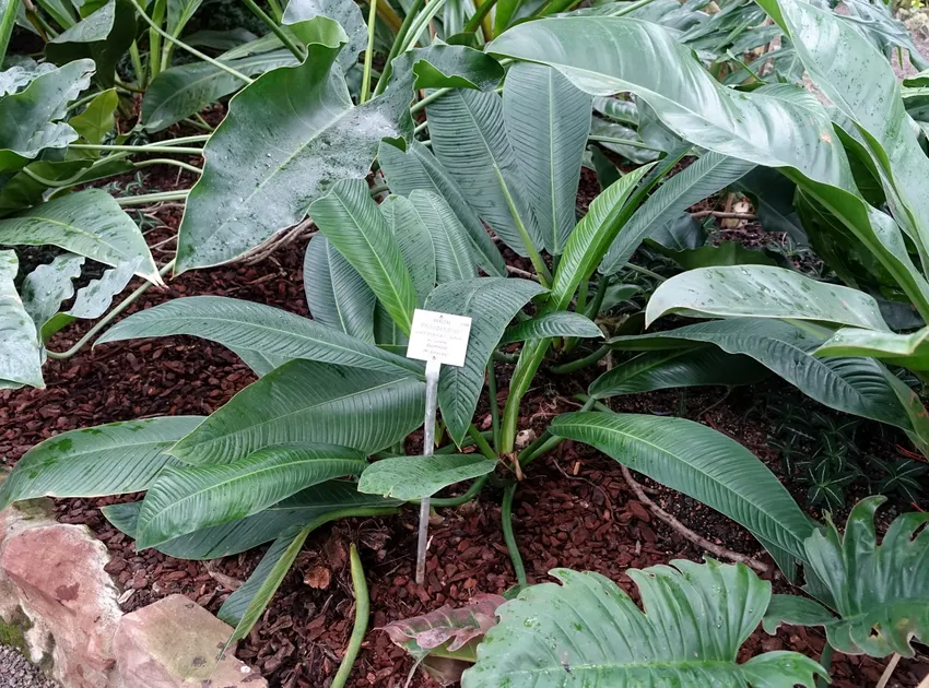 philodendron wendlandii plant showing characteristic features