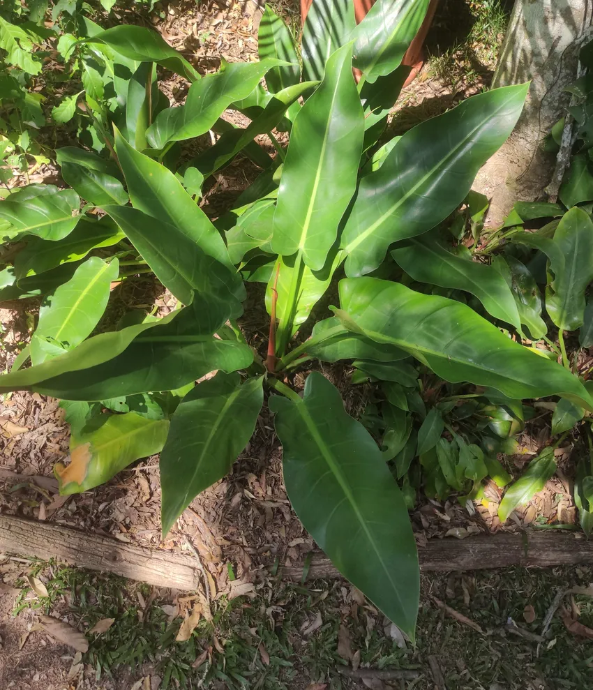 philodendron wendlandii plant showing characteristic features