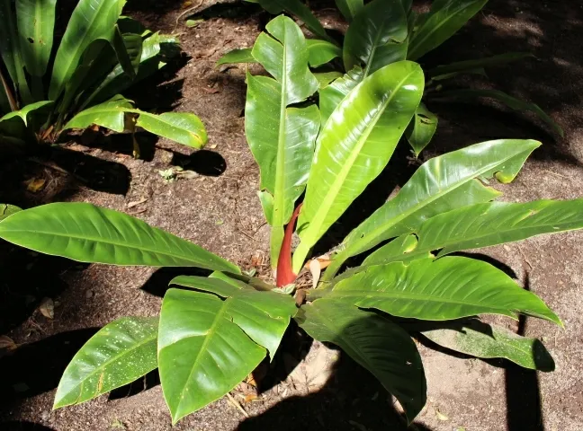 philodendron wendlandii plant showing characteristic features