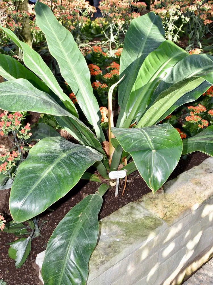 philodendron wendlandii plant showing characteristic features