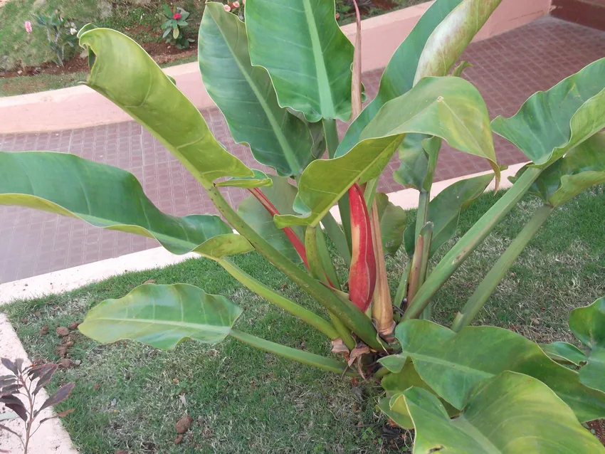 philodendron wendlandii plant showing characteristic features