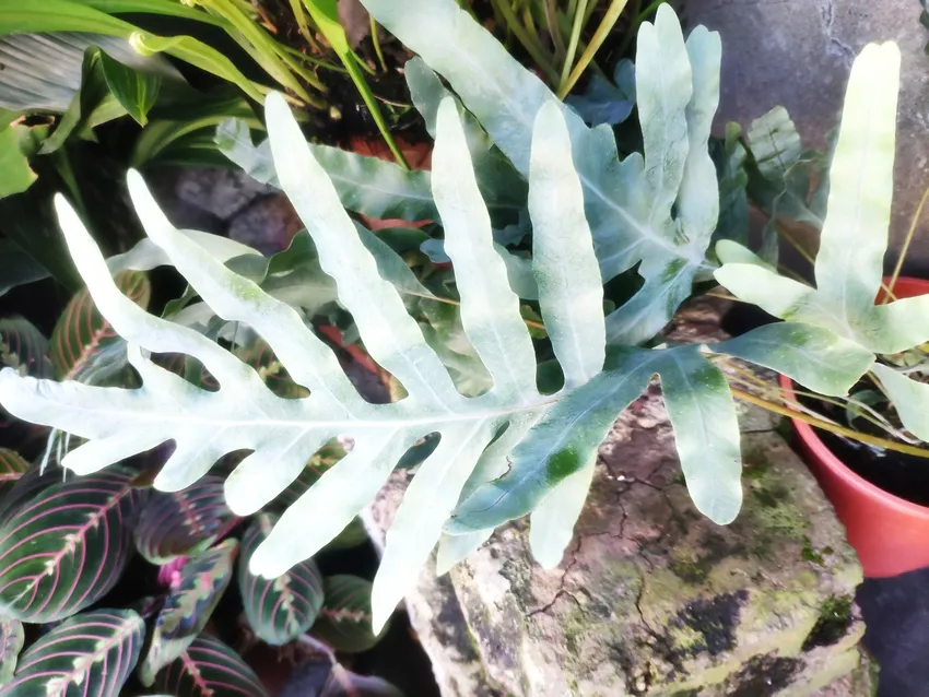 phlebodium aureum plant showing characteristic features