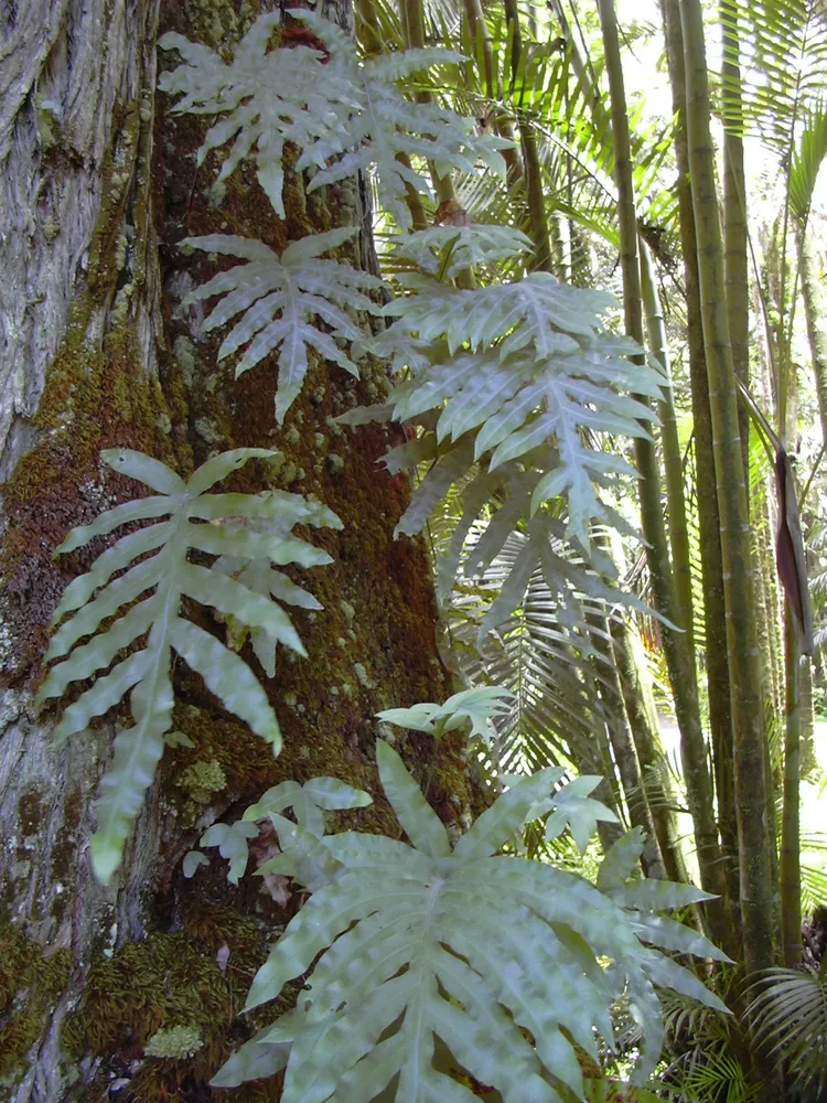 phlebodium aureum plant showing characteristic features