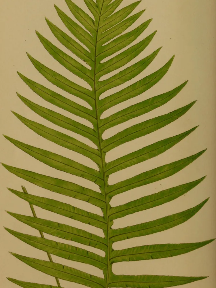 phlebodium decumanum plant showing characteristic features