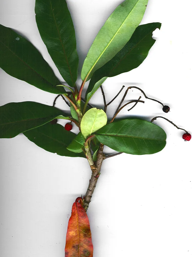 photinia davidiana plant showing characteristic features
