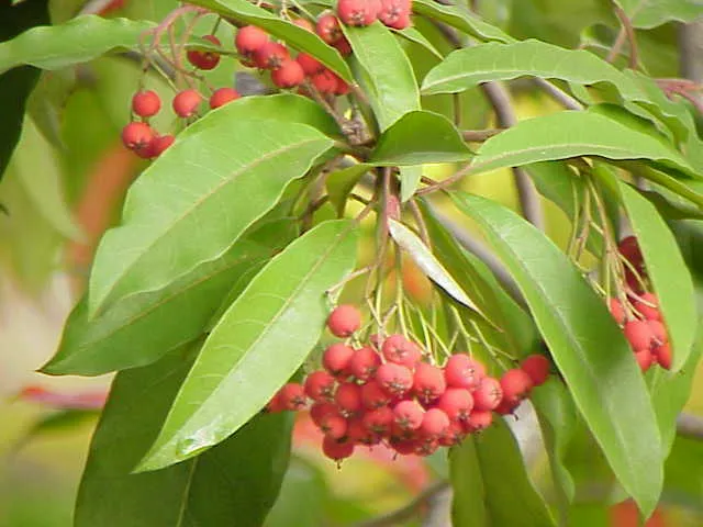 photinia davidiana plant showing characteristic features