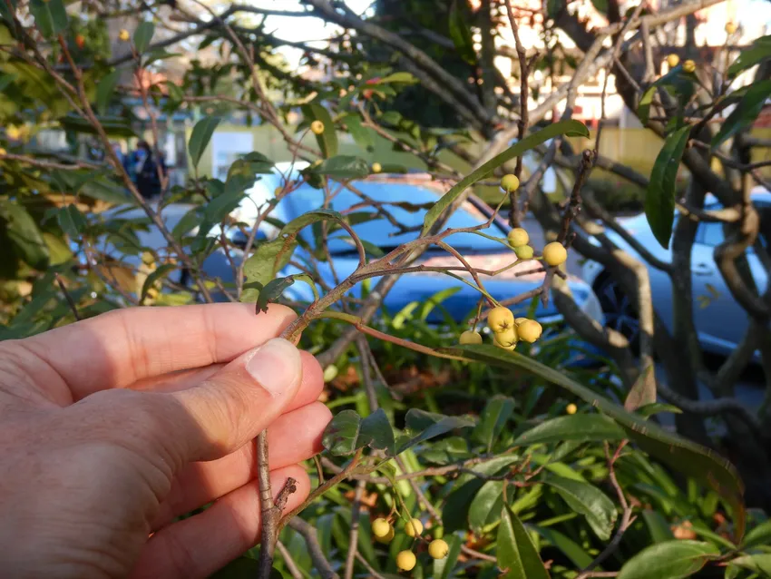 photinia davidiana plant showing characteristic features