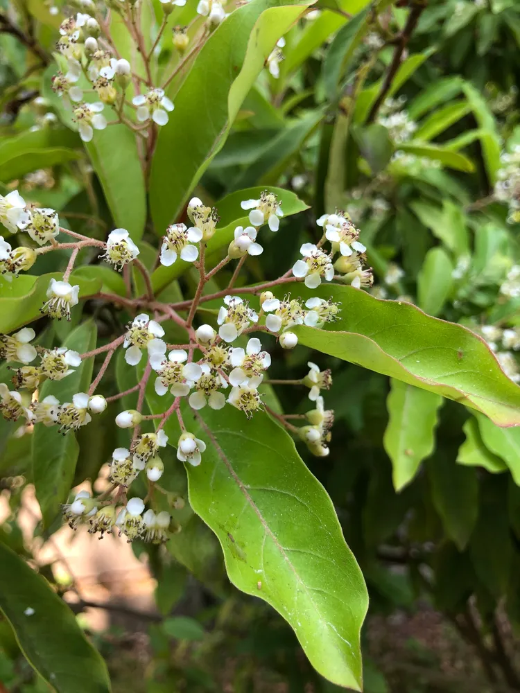 photinia davidiana plant showing characteristic features