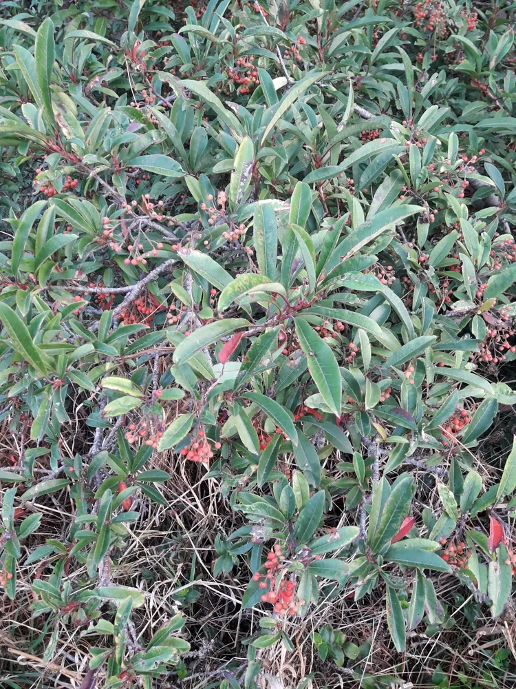 photinia davidiana plant showing characteristic features