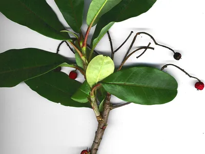 thumbnail photinia davidiana