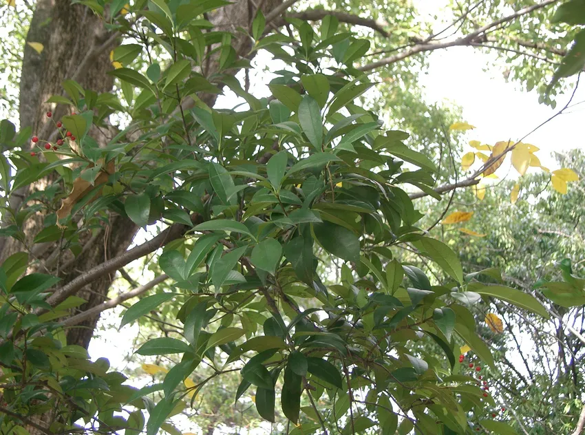 photinia glabra plant showing characteristic features
