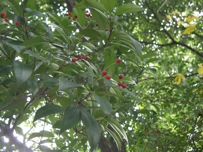 thumbnail photinia glabra