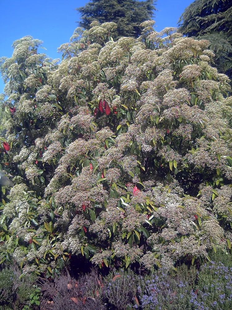 photinia serratifolia plant showing characteristic features